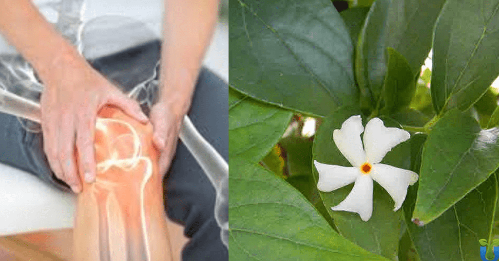 How to Use Harsingar Leaves for Joint Pain Relief